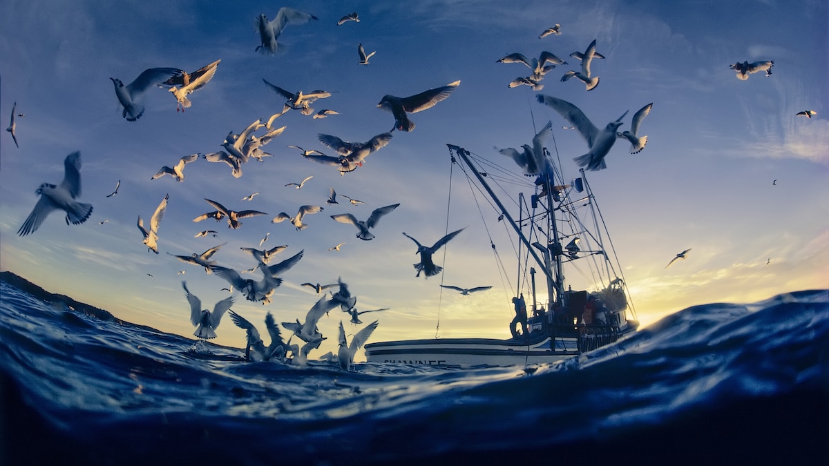 How we can help coral and seabirds survive a warming world 1 How we can help coral and seabirds survive a warming world