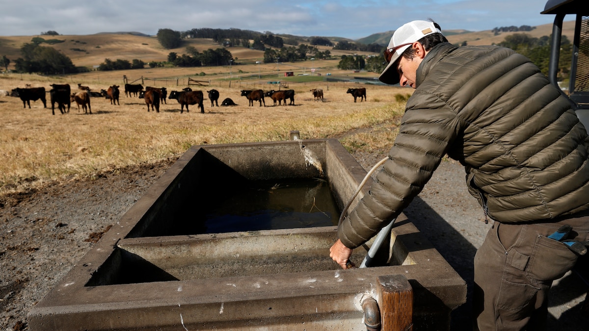 Historic drought in the West is forcing ranchers to take painful measures 1 Historic drought in the West is forcing ranchers to take painful measures