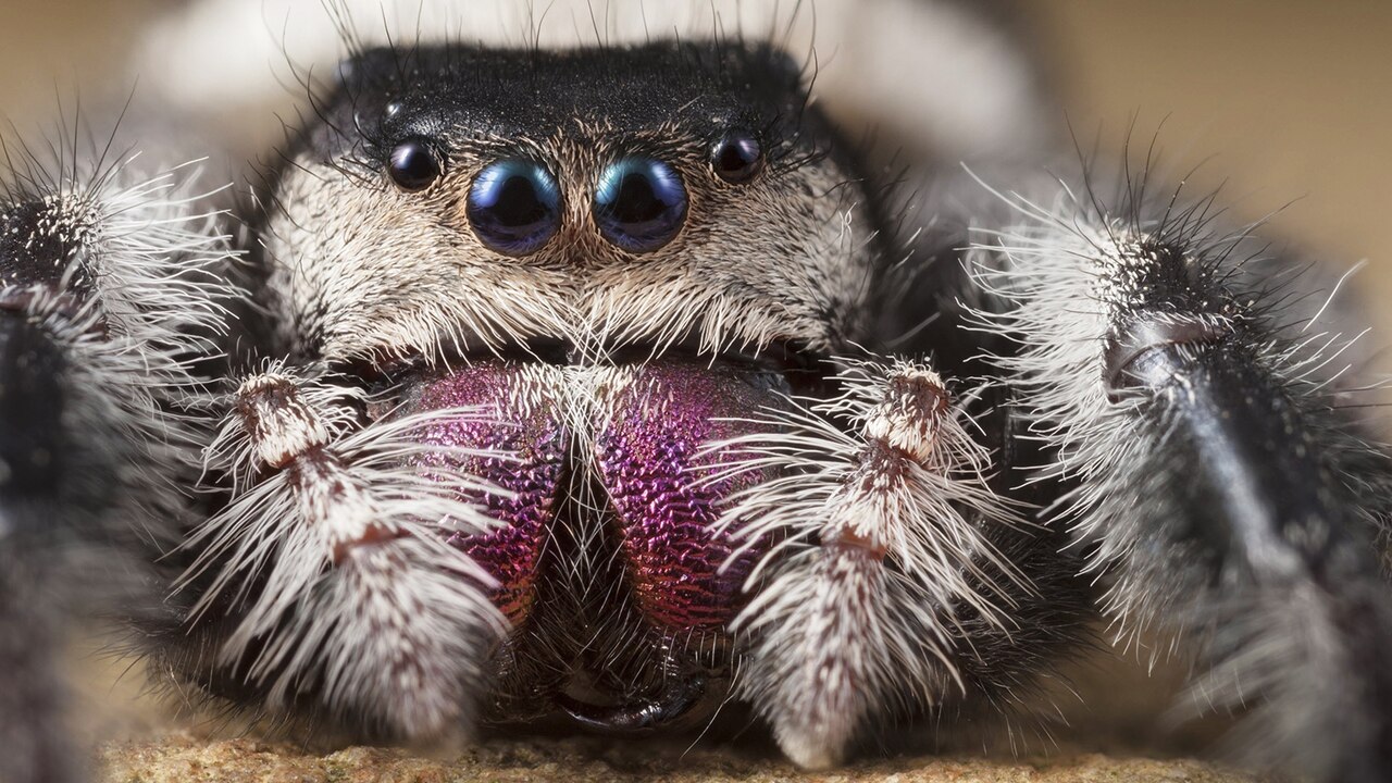 https://i.natgeofe.com/k/008099f9-9abc-408e-8a94-5b446bb7f661/ww-animal-eyes-jumping-spider.jpg?w=1280&h=720