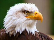 Eagles Eagles