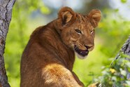 Lion Animal Pictures Santa Barbara Zoo To Reopen With Two New Lion Lion Animal Pictures Santa Barbara Zoo To Reopen With Two New Lion