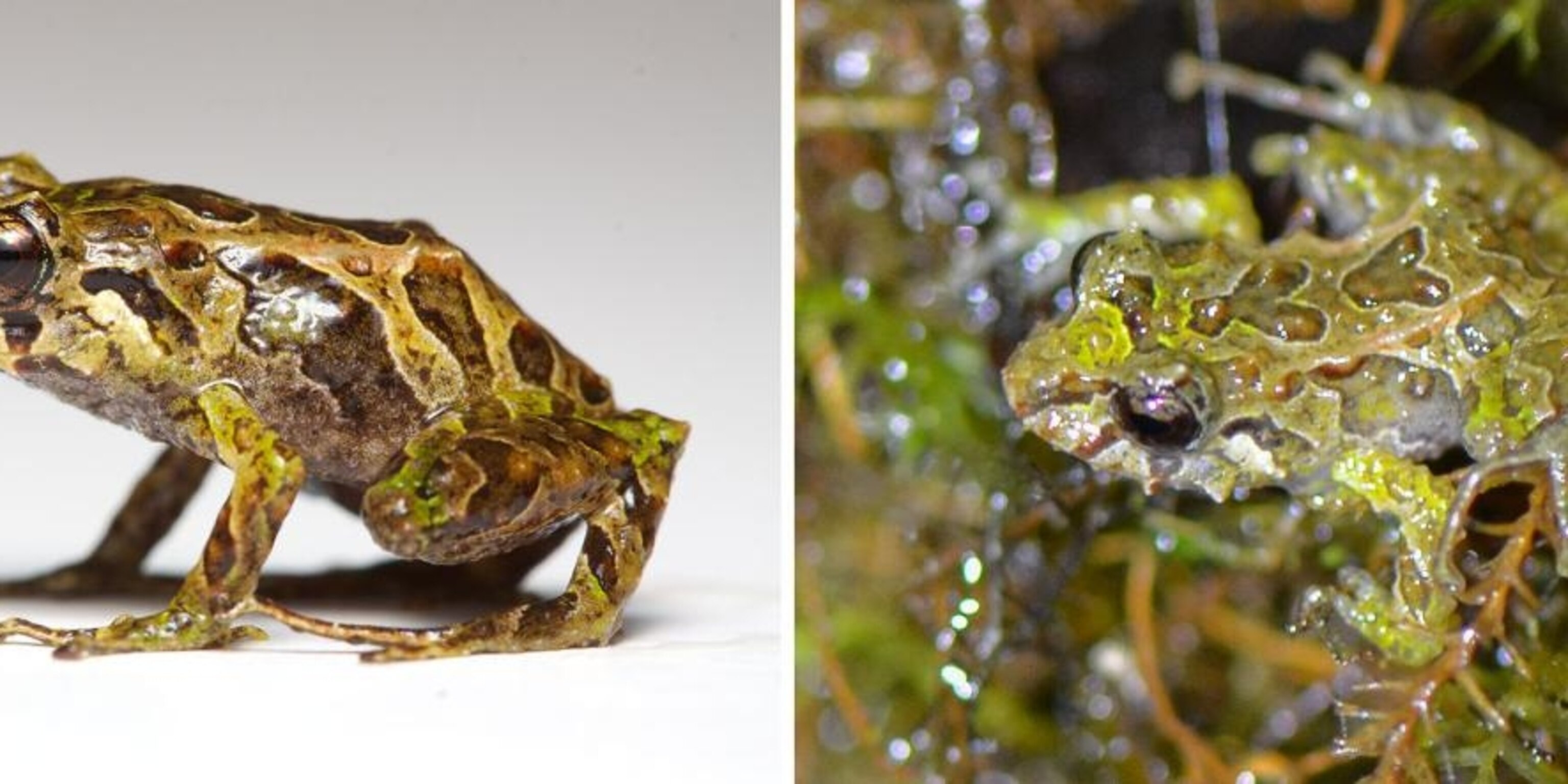 shape-shifting-frog-found-