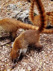 White Nosed Coati Pet White Nosed Coati Pet