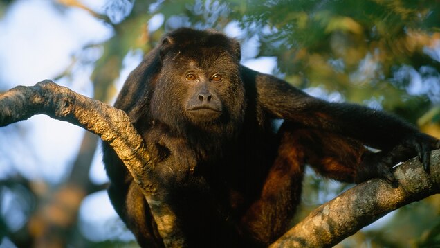 Howler Monkey