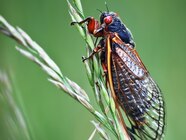 Gree Cicada Wings What Is On This Cicada Wing R insects