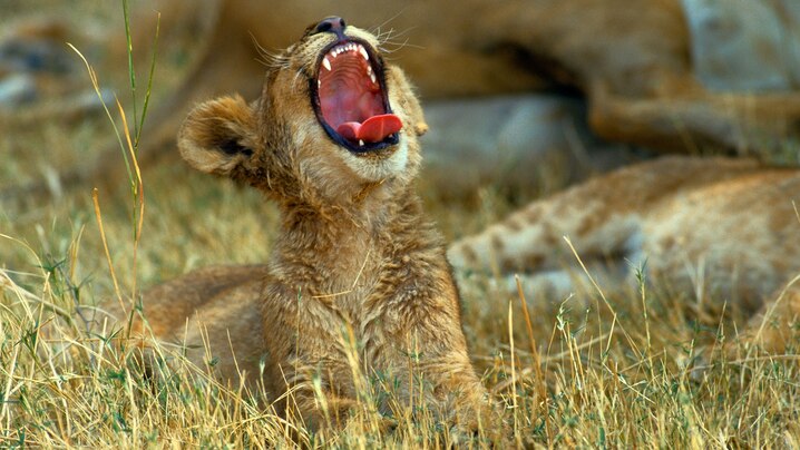 https://i.natgeofe.com/k/0ad655d5-f3c4-4673-854a-53e0116d26fc/lion-cub-yawning.jpg?wp=1&amp;w=718&amp;h=404