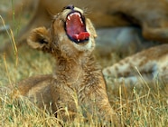 Lion Cub Roaring Lion Cub Roaring