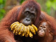 Orangutan Biome Orangutan Biome