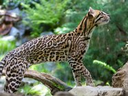 Ocelot Full Grown Ocelot Full Grown