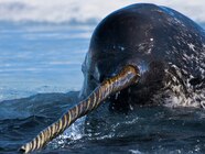 Narwhal Habitat