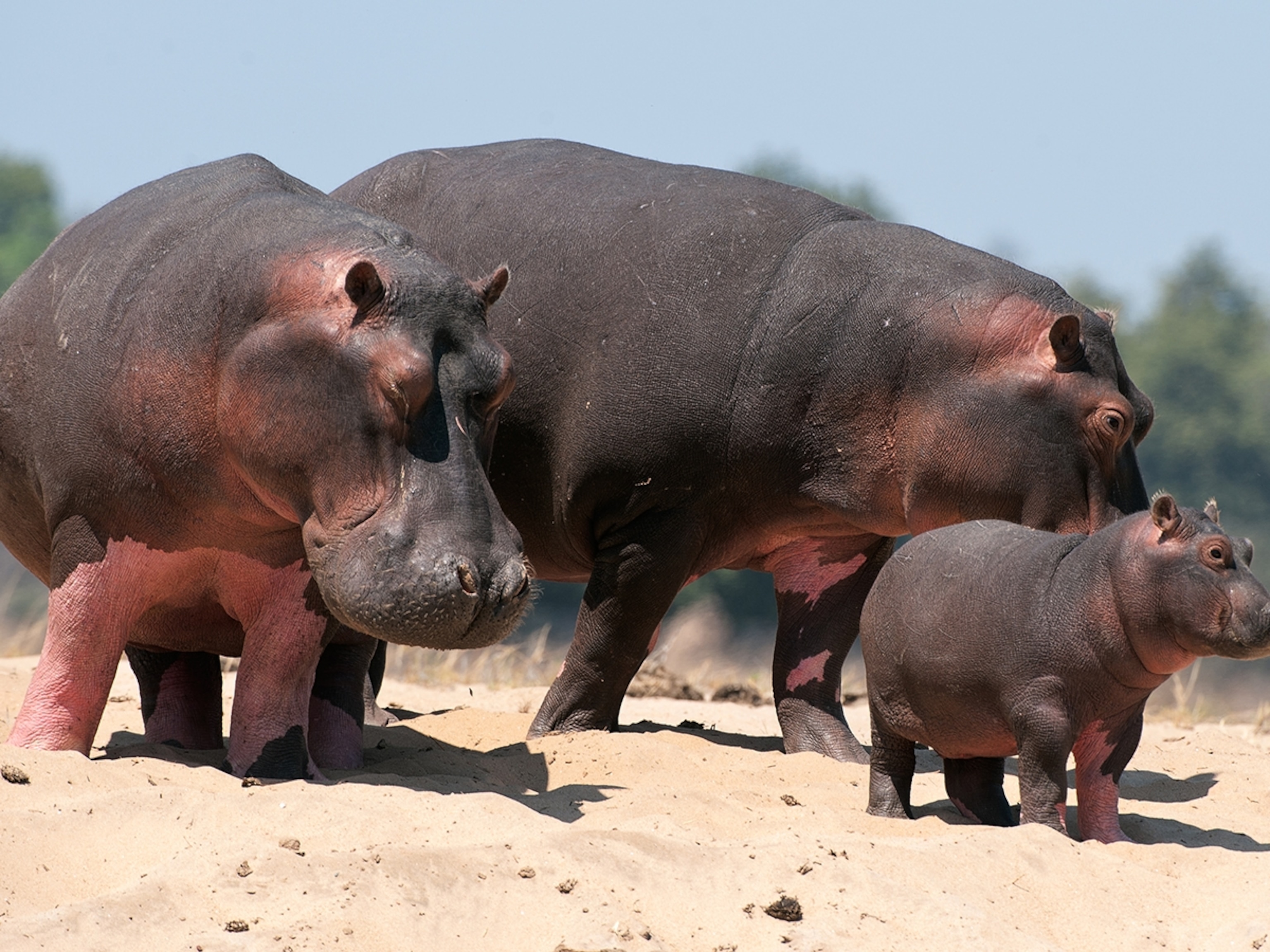 Hippopotamus | National Geographic Kids