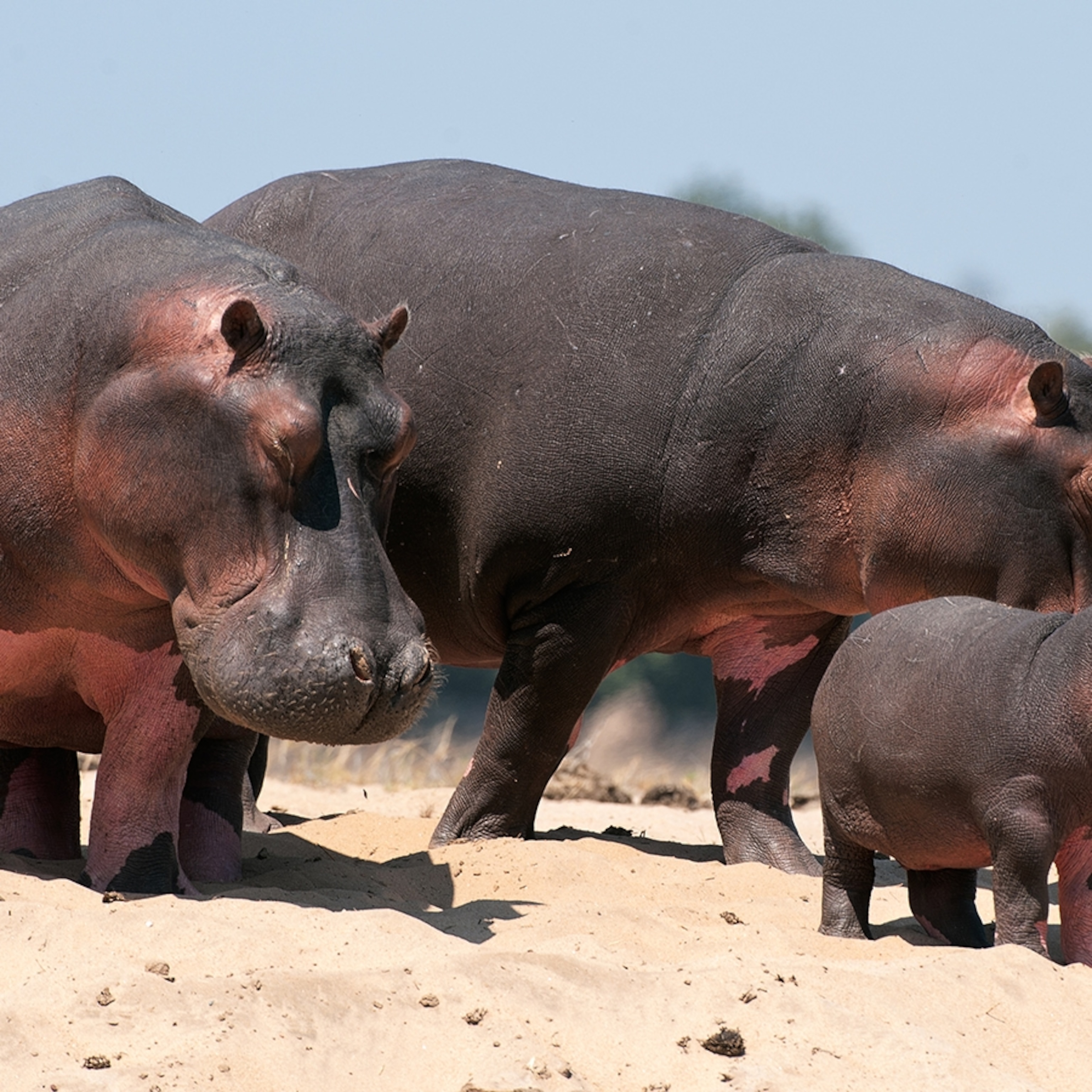 Hippopotamus | National Geographic Kids