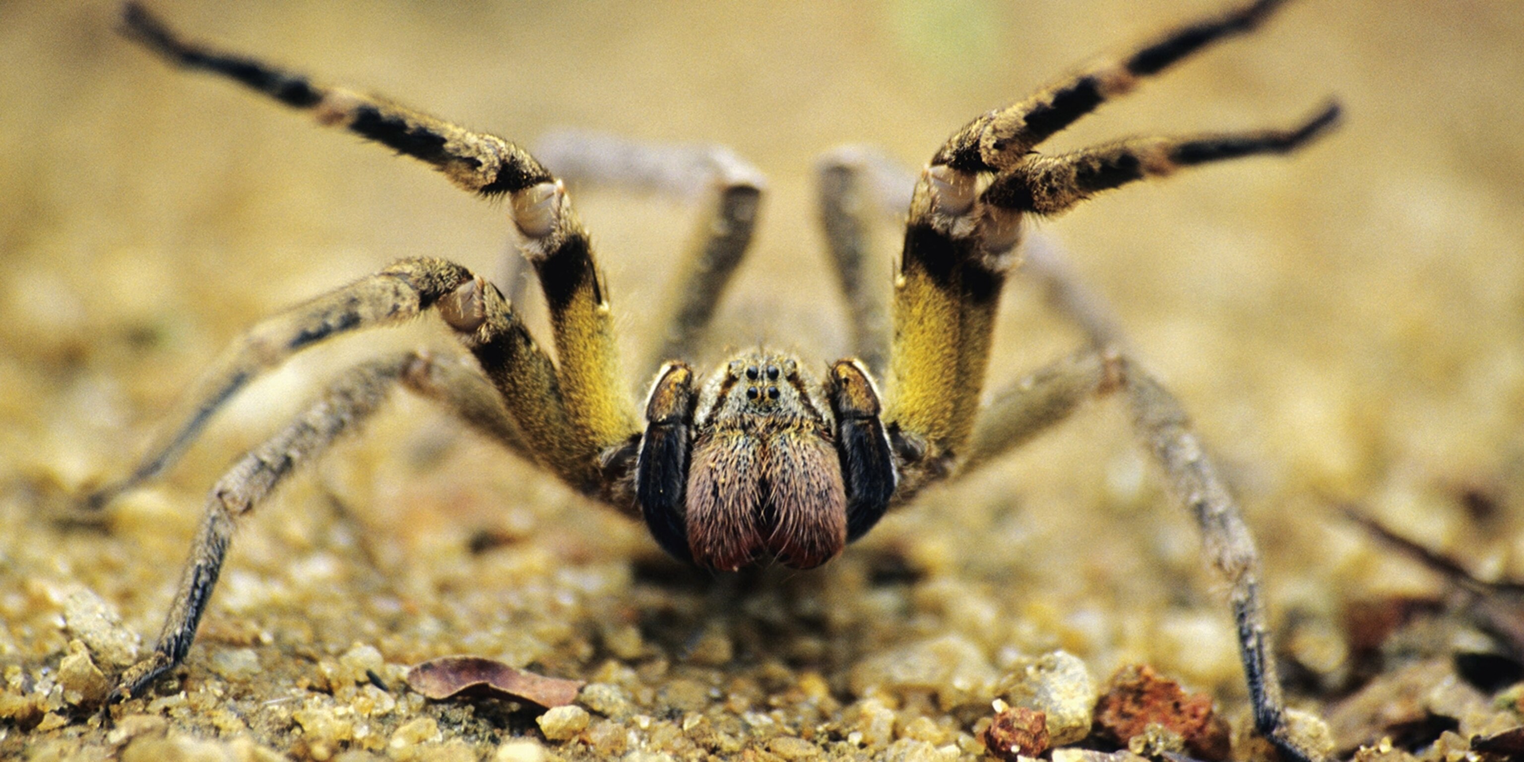 ww-deadly-creatures-spider_2x1.jpg
