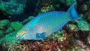 Parrot Fish Bubble