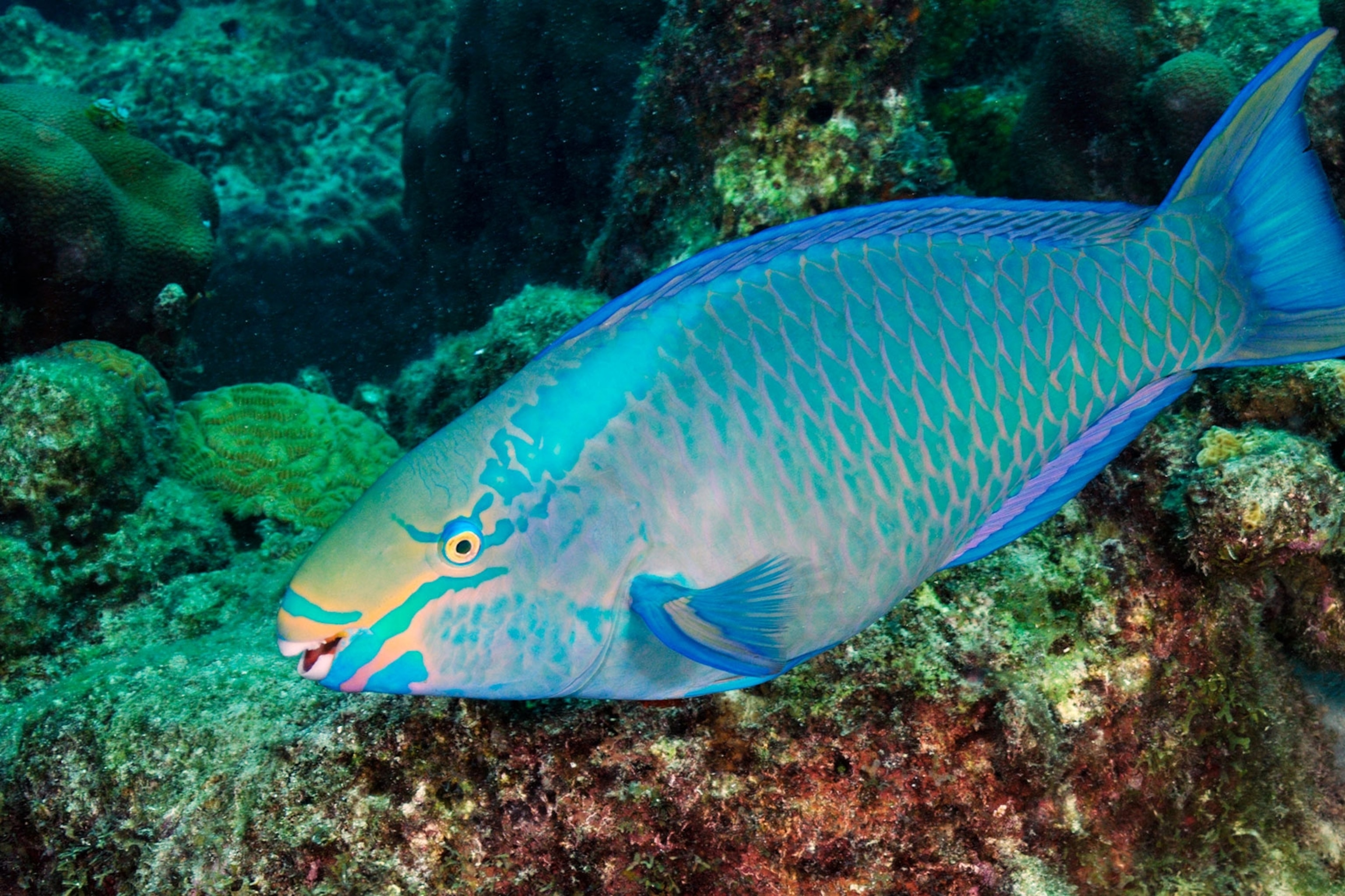 blue parrot fish