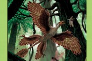 Prehistoric Park Microraptor