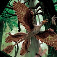 Microraptor Size