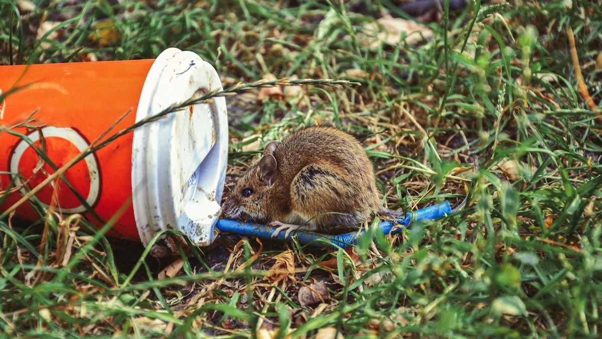 How animals are affected by plastic