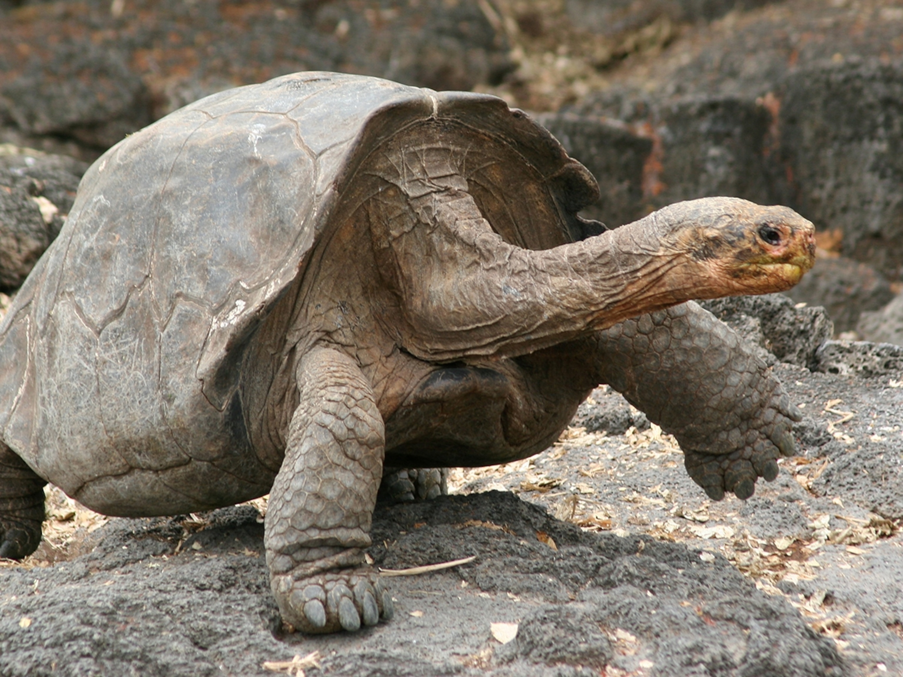 vulnerable species, Giant Tortoise