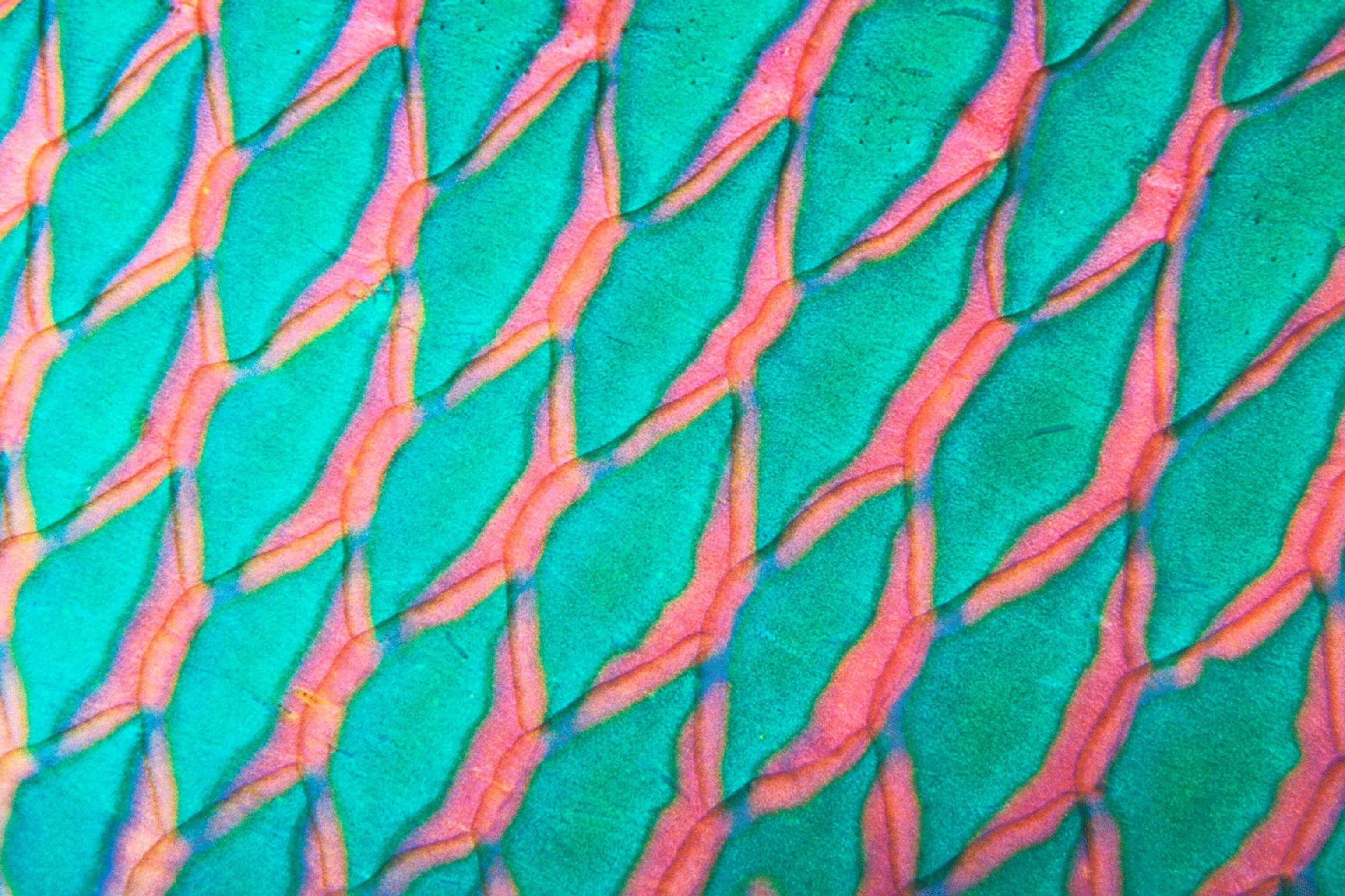 Wow-parrotfish_3x2.png