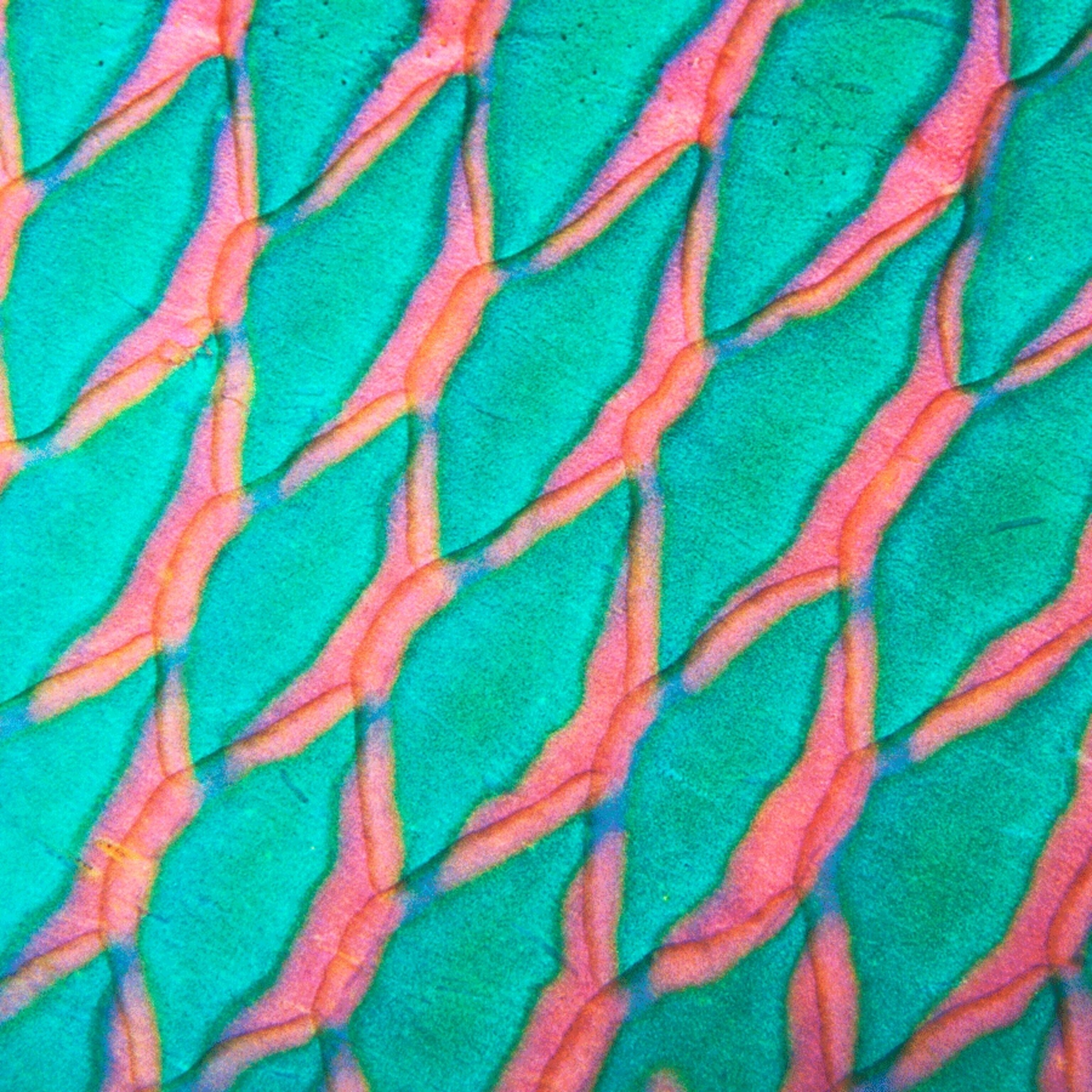 Wow-parrotfish_square.png