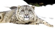 Gobi Desert Snow Leopard Gobi Desert Snow Leopard