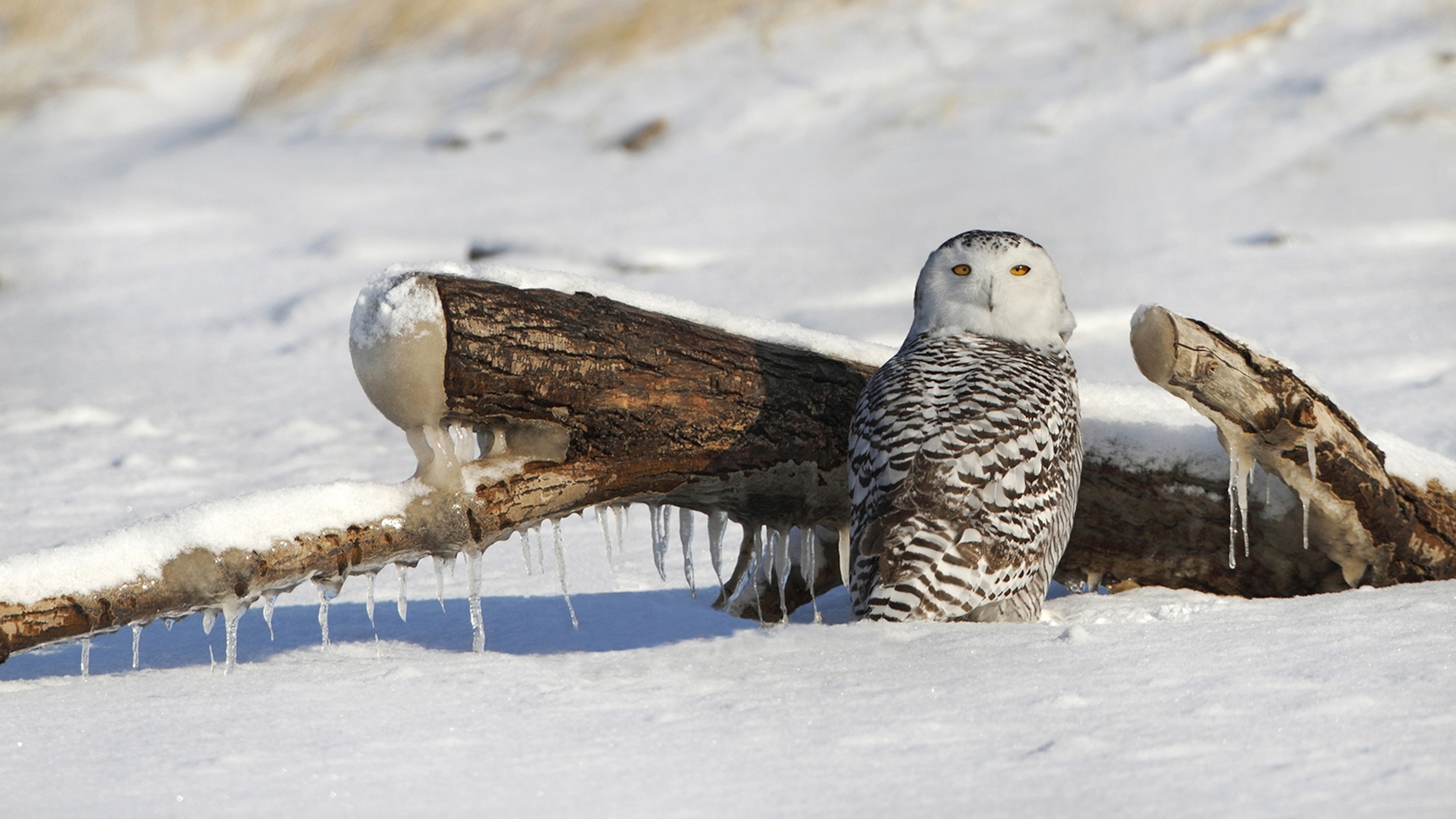 3 Interesting Facts About Snowy Owls For Kids - Infoupdate.org