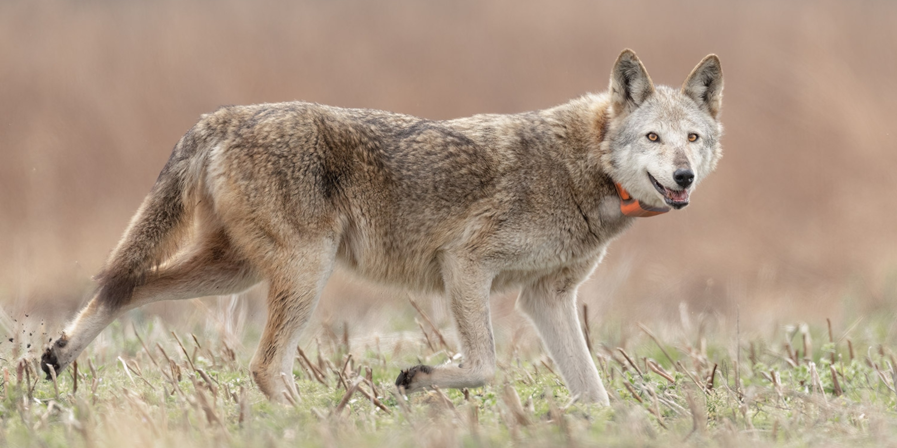 Red Wolf | National Geographic Kids