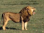 Lion Animal Picture Disney Lion Animal Picture Disney