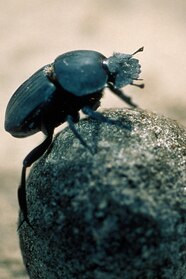 Dung Beetle Family