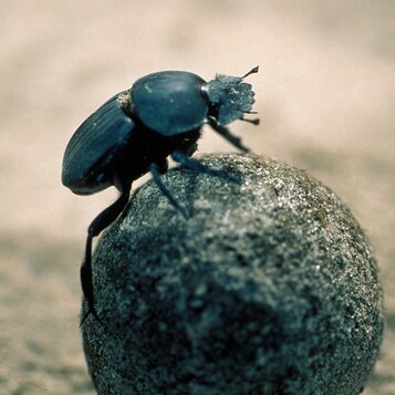 Dung Beetle | National Geographic Kids