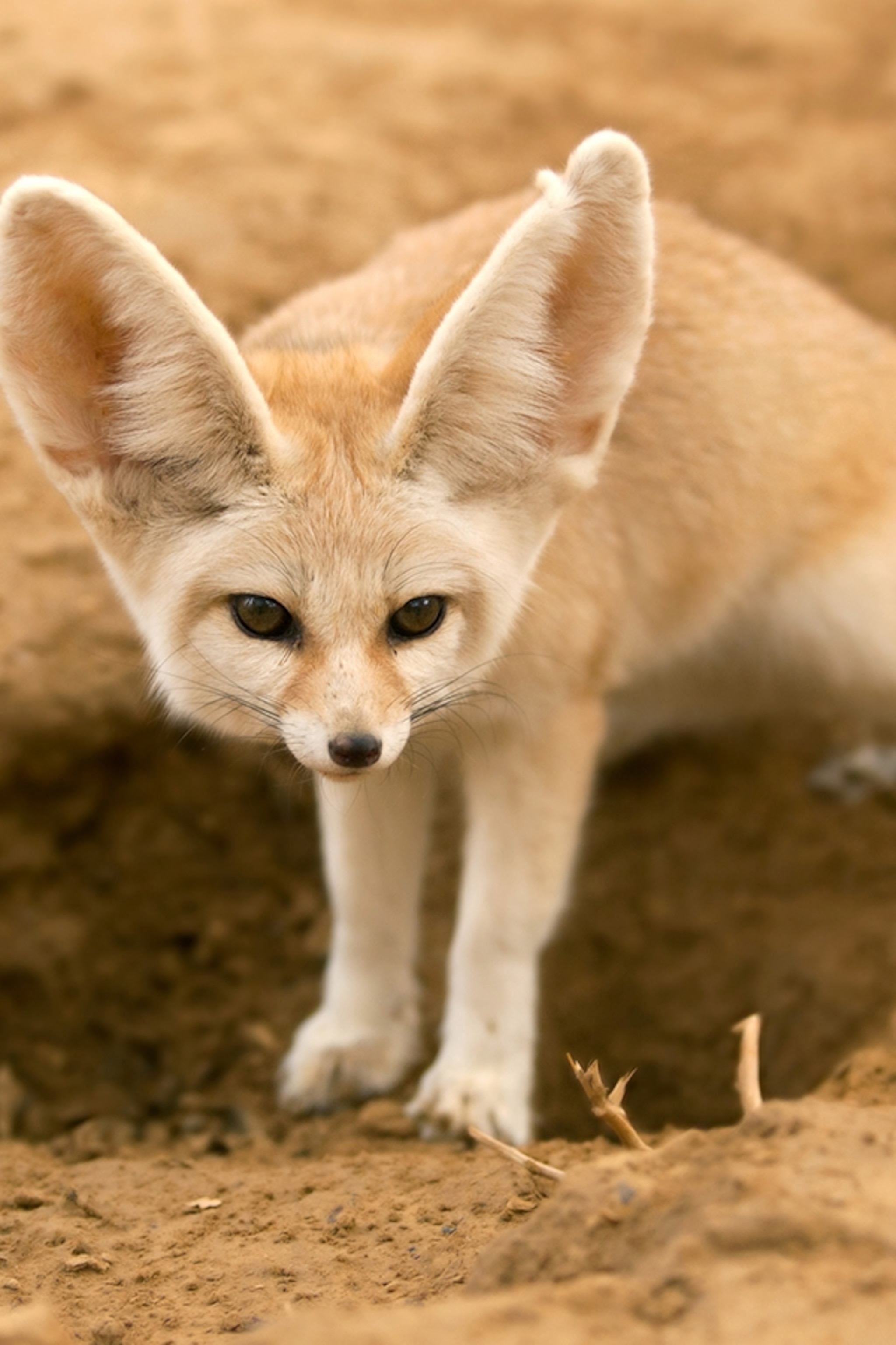 fennec fox habitat