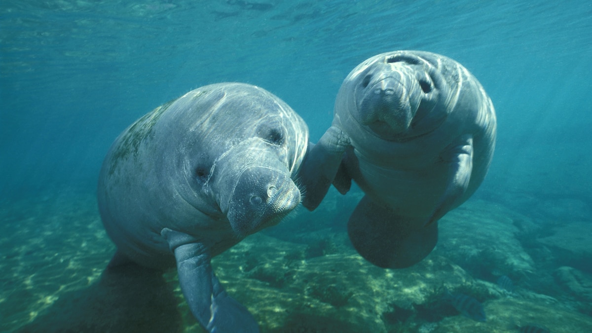 West Indian Manatee
