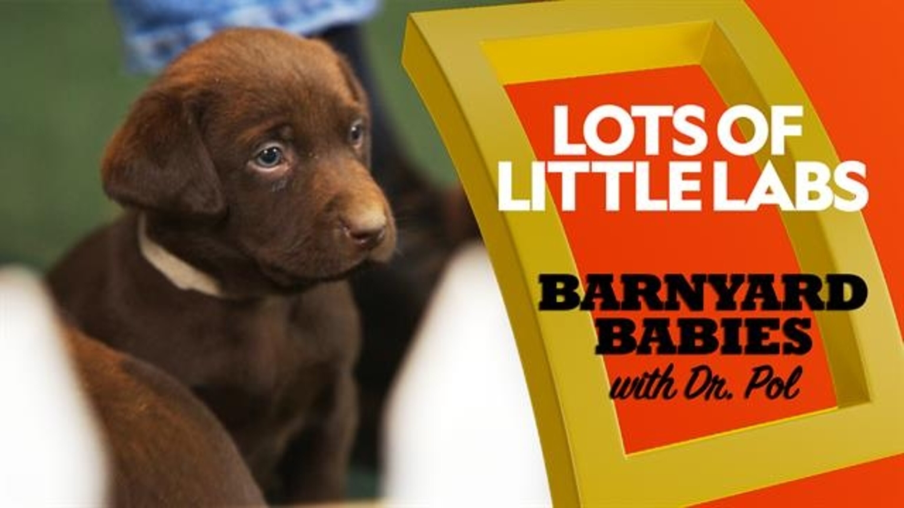 00000164-3d21-dc83-aff7-