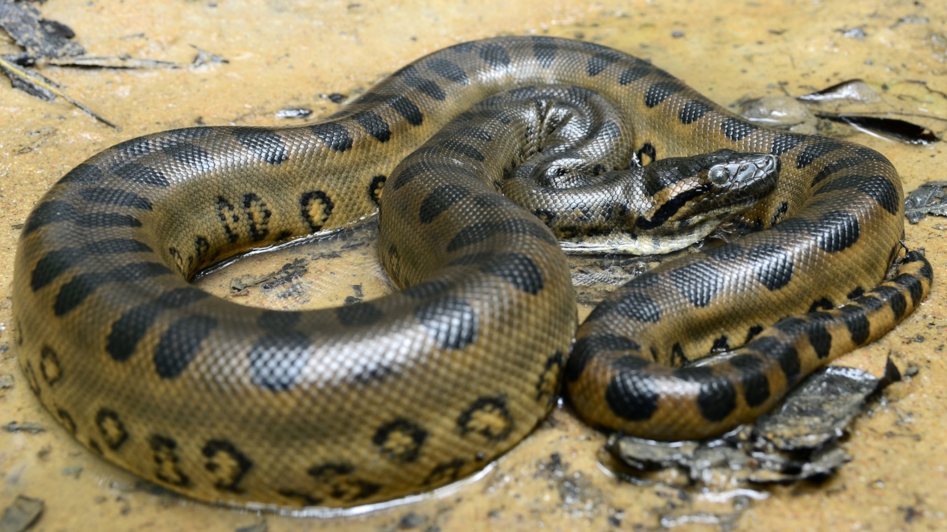 snake animal anaconda