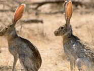 What Does A Jack Rabbit Look Like At Laura Granados Blog What Does A Jack Rabbit Look Like At Laura Granados Blog