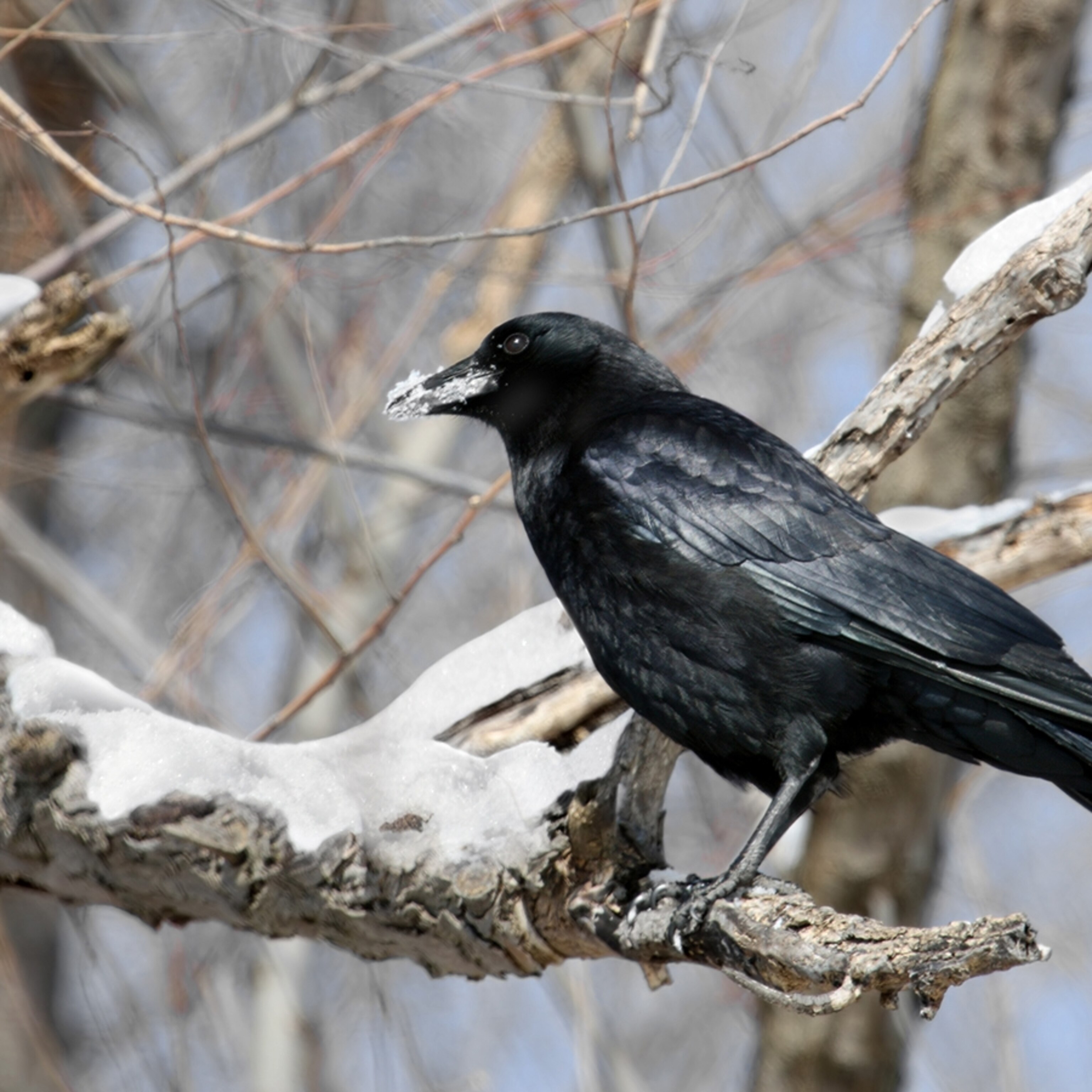 Details 138+ black crows watch online latest songngunhatanh.edu.vn