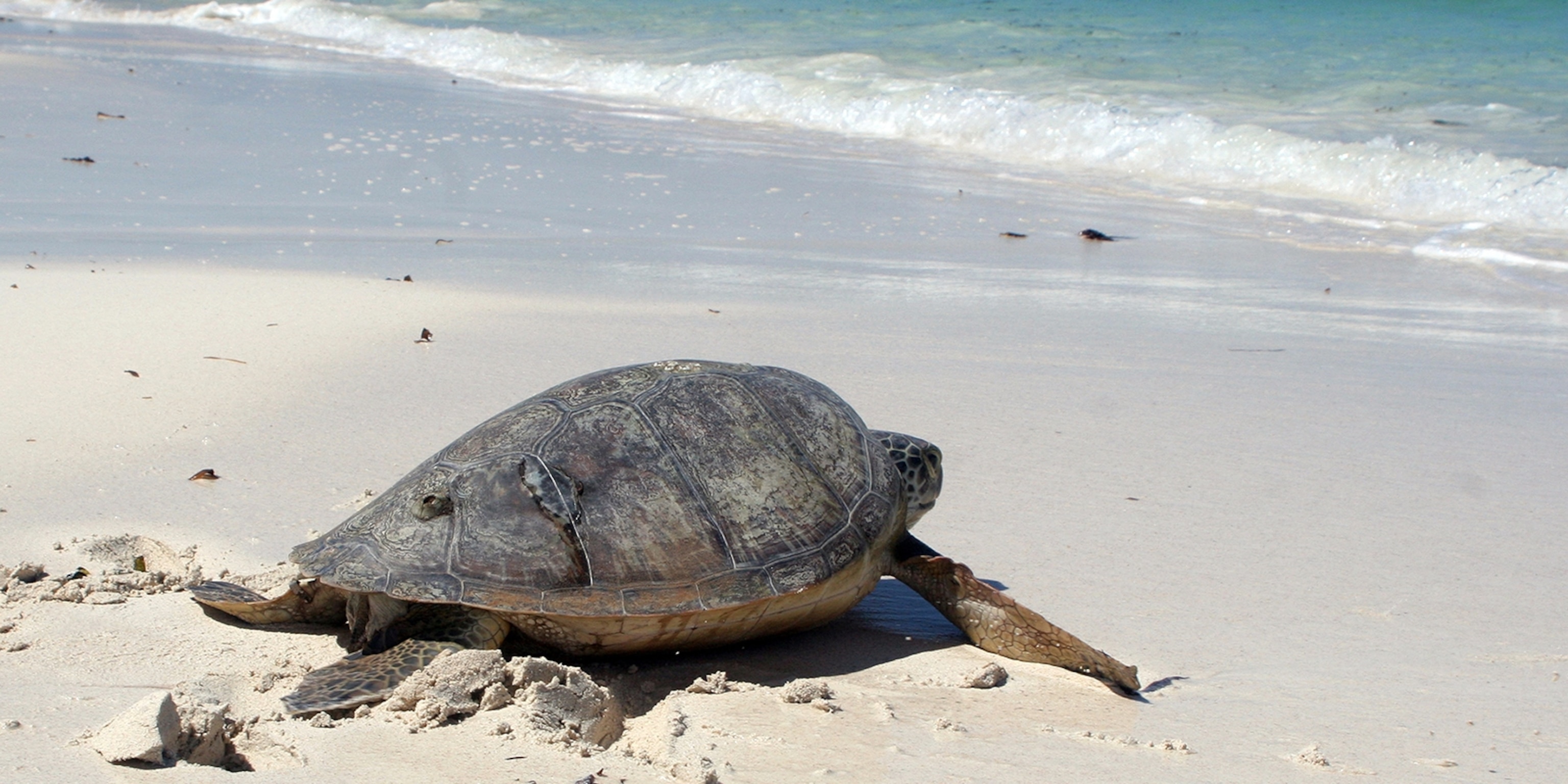 100 Fun Facts About Green Sea Turtles For Kids - Infoupdate.org