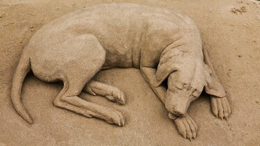 a sand sculpture of a dog