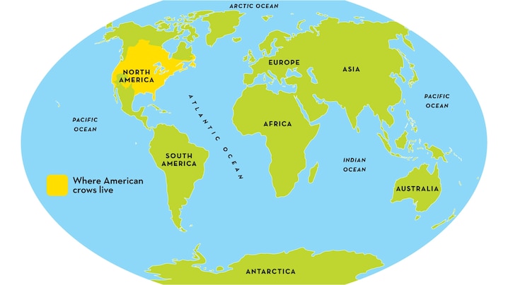 Map of the American crow range