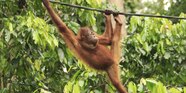 Images Of Orangutans