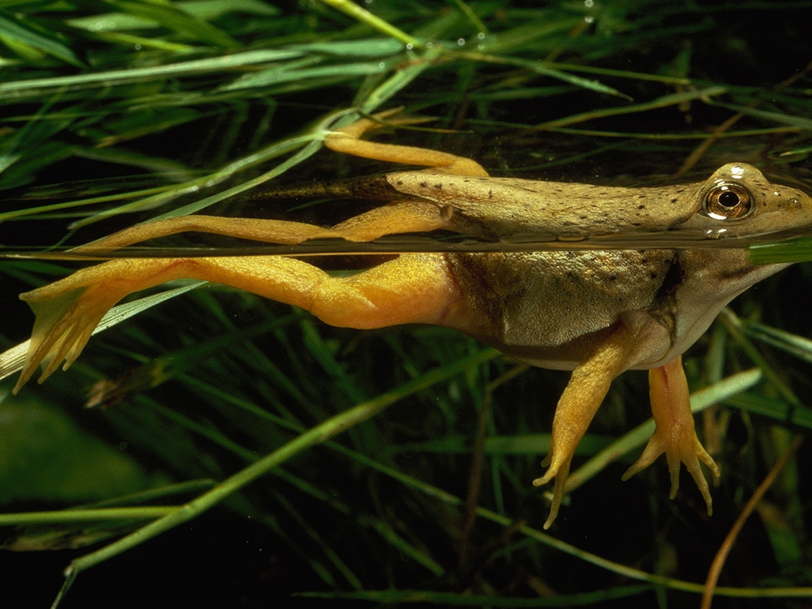 How Long Do American Bullfrogs Live 