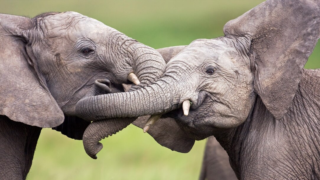 Funny Elephant Pictures