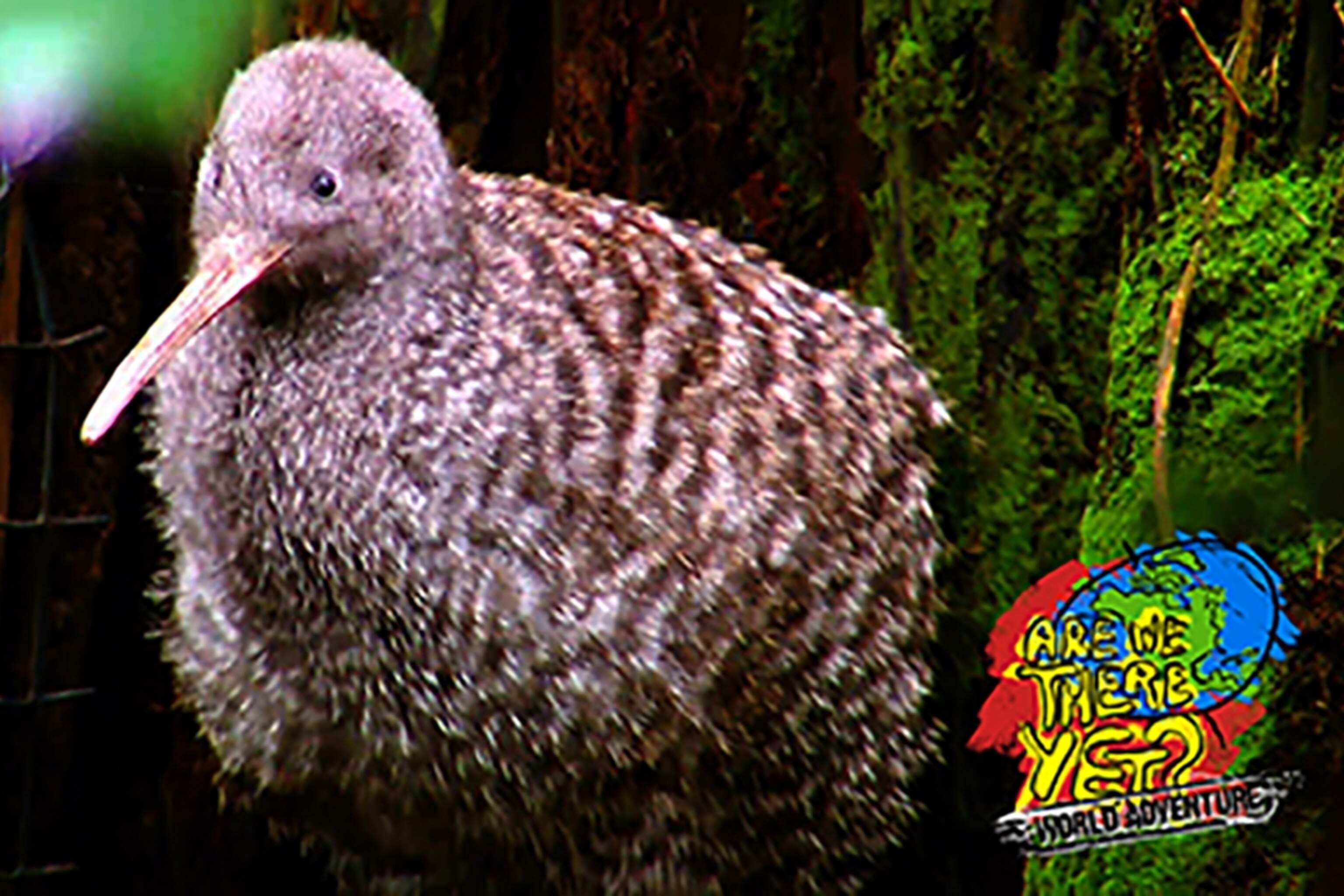 National Geographic Kids | National Geographic Kids