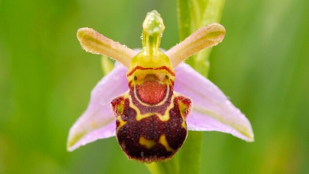 Wacky Weekend Flower Fake Outs