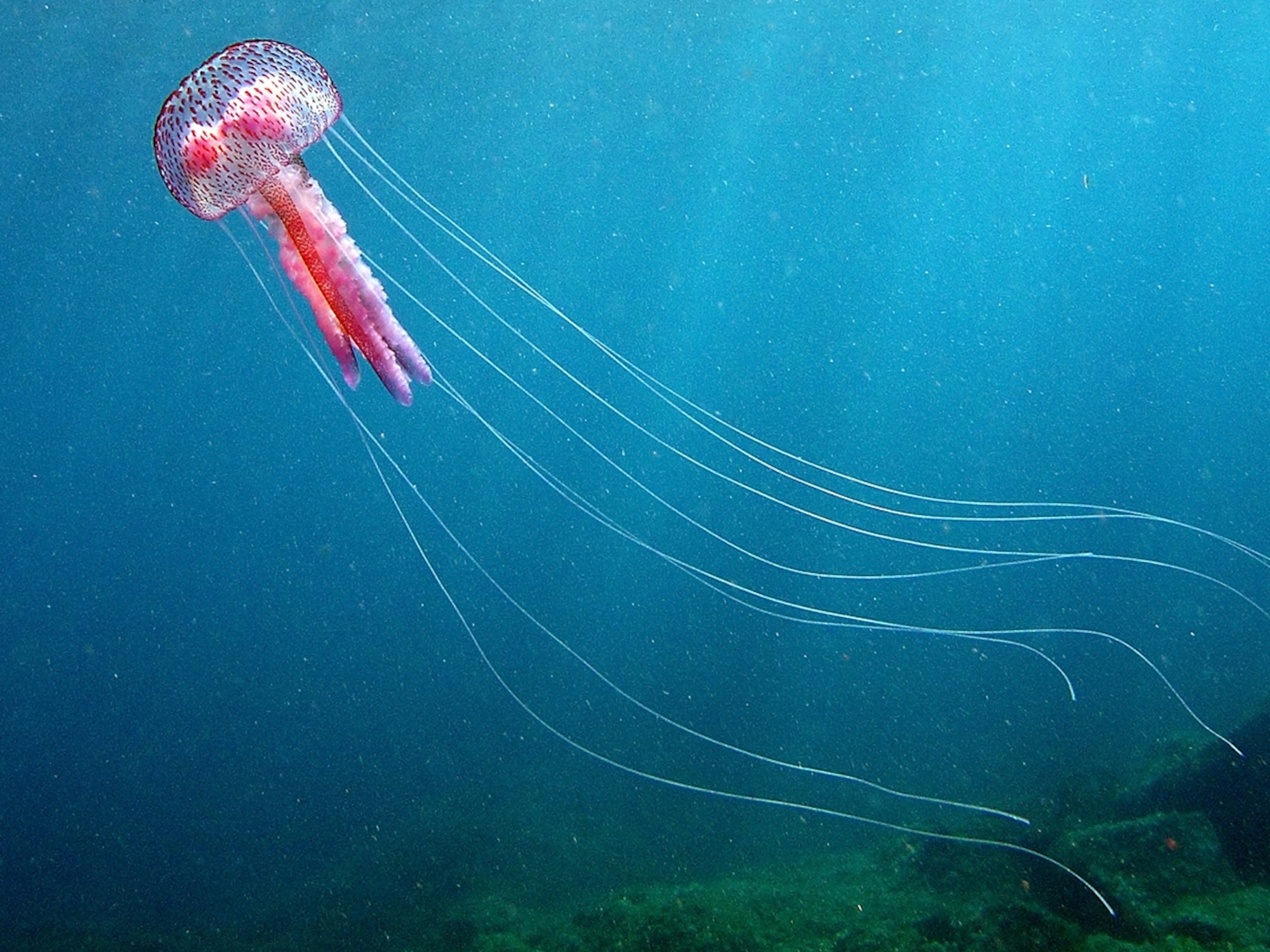 Fish Jellyfish