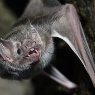 Vampire Bat Physical Characteristics Vampire Bat Physical Characteristics