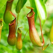 How Carnivorous Plants Reproduce At Hamish Gellatly Blog