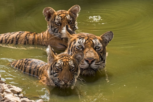 Sundarban Tourism