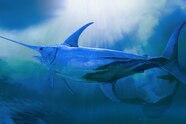 What Is Special About Blue Marlin Fish